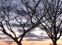 Nature photo, tree at the sun set time   von Lila  Benharush