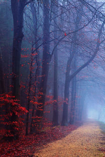 Misty autumn forest by julia-britvich-art-photography