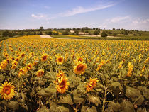 Sonnenblumen von Andreas Kaczmarek
