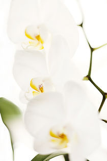 White Orchid by Erkan Tabakoglu