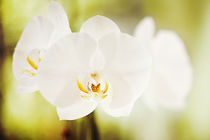 White Orchid 2 by Erkan Tabakoglu