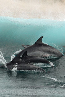 Wie gemalt von Gesellschaft zur Rettung der Delphine e.V.