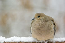 Winter Dove by Steven Ross