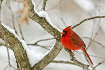 Cardinal on a Snow Covered Tree von Steven Ross