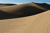 Windswept Dunes