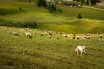 The Shepherd, Val Ferret, Wallis, CH by Almira Medaric