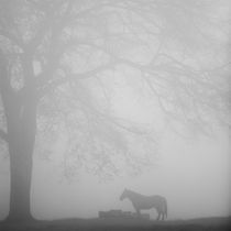 Horse in the mist by erich-sacco