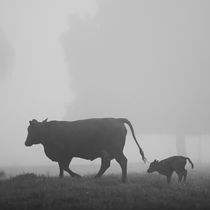 Cow and Calf by erich-sacco