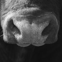 muzzle and a bull by erich-sacco