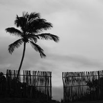 landscape of coconut in Brazil von erich-sacco