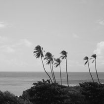 beach with palm trees in Brazil by erich-sacco