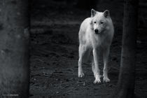 White wolf by Almira Medaric