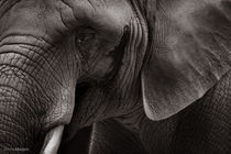 Elephant by Almira Medaric