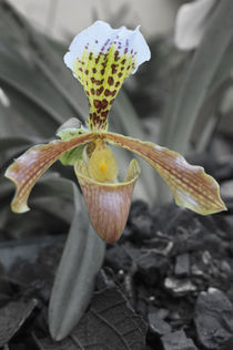 orchid von NICOLAS RINCON