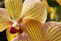 orchid by NICOLAS RINCON