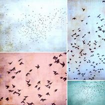Bird Stories by Friederike Alexander