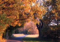 Herbstwege by bibi03