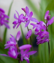 Orchids by Inna Merkish