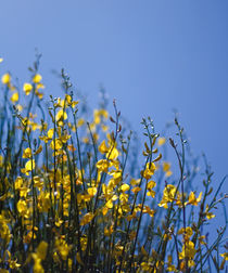 Yellow flowers by Inna Merkish