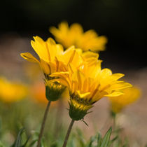 Yellow flowers von Inna Merkish
