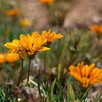 Yellow flowers by Inna Merkish