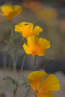 California poppies von Inna Merkish