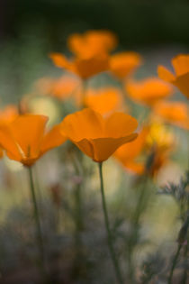 California poppies von Inna Merkish