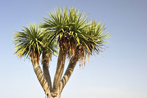 Drachenbaum auf Teneriffa von ralf werner froelich