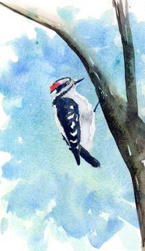 Hairy Woodpecker by Sandy McDermott