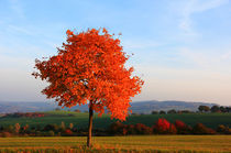Herbstlandschaft von Wolfgang Dufner