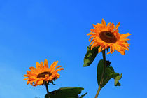 Sonnenblumen von Wolfgang Dufner