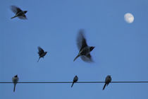 birds on a wire von Fedor  Porshnev