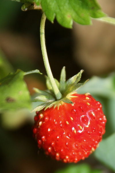 Erdbeere1