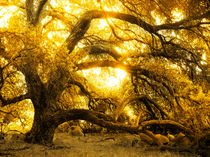 Golden Oak by Robert Ball