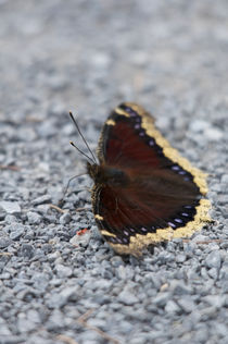 Mourning Cloak by grimauxjordan