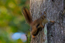 American red Squirrel by grimauxjordan
