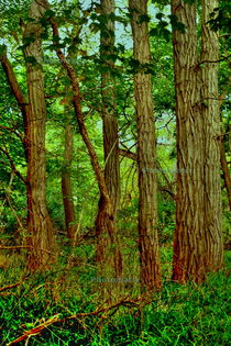 Beautiful trees in american forest. by Maks Erlikh