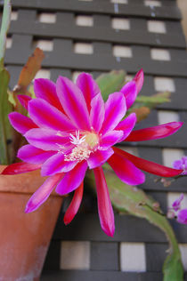 Cactus Flower by Rozalia Toth
