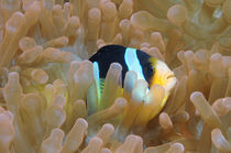 Clarks Anemonenfisch, Amphiprion clarkii, Malediven, Indischer Ozean, maldives, fihalhohi, south male atoll,  by Heike Loos