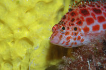 Korallenwächter Malediven, Dwarf hawkfish von Heike Loos