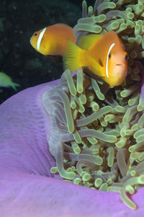 maldivian anemonefish,  by Heike Loos