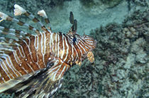 indian lionfish, Feuerfisch, by Heike Loos