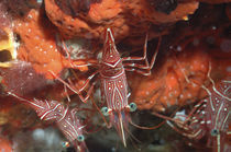 Tanzgarnele, Dancing Shrimp von Heike Loos
