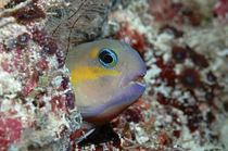Blenny Malediven by Heike Loos