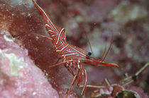 Tanzgarnele, Dancing Shrimp by Heike Loos