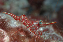 Tanzgarnele, Dancing Shrimp by Heike Loos