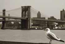 The seagull of the Brooklyn Bridge by RicardMN Photography