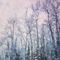'winter forest/winterwald' von Priska  Wettstein