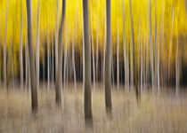 abstract autumn cottonwood forest by Ed Book
