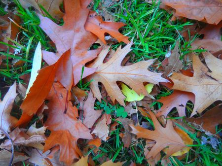 Herbstlaubmit-glcksklee